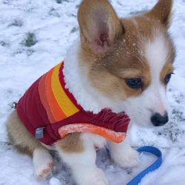 Pembroke Welsh Corgi