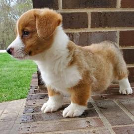 Pembroke Welsh Corgi