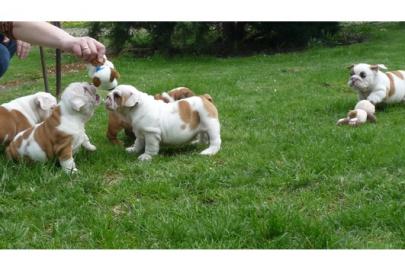 Reinrassige s��e Englische Bulldogge Welpen F