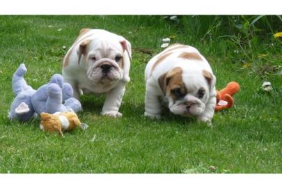 Reinrassige s��e Englische Bulldogge Welpen F
