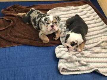 S??e englische Bulldogge m?nnliche und w