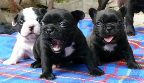 s��er Franz�sisch Bulldogge-Welpen, ( 4