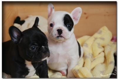 s��er Franz�sisch Bulldogge-Welpen, ( 4