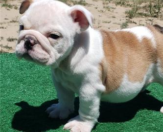Englische Bulldoggen welpen