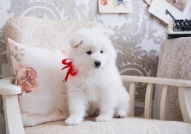 Wundersch�ne Samoyedo-Welpen (Geschenke)