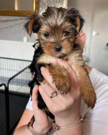 MINI Sch�n Yorkshire Terrier Steel Blue