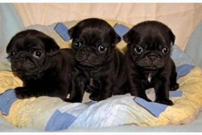 Wundersch�ne Mops Babys