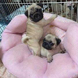 Liebevoller Teacup-Mops verf?gbar