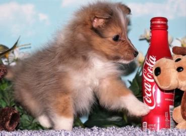 Sheltie Welpen ab 03. 07. 2016