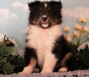 Sheltie Welpen ab 03. 07. 2016