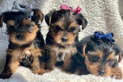 Yorkshire Terrier-Welpen