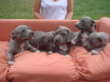 American Pitbull Terrier