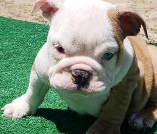 Sweet puppies for re-homing