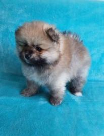 MINI Pomeranian Spitz Boo Welpe