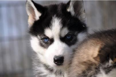 Traumhafte Siberian Husky - Welpen