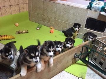 Siberian Husky WHATSAPP. . +4915213140266