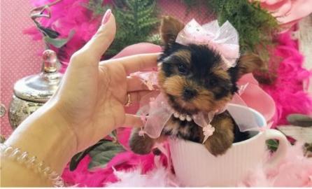 YORKSHIRE TERRIER BEREIT ZU GEHEN. 