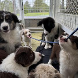 Border Collie Welpen mit FCI Stammbaum w