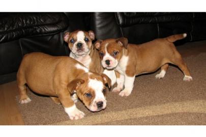 3/4 Englische Bulldogge Welpen zu Verka