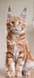 Maine-Coon-K�tzchen zu verkaufen!!