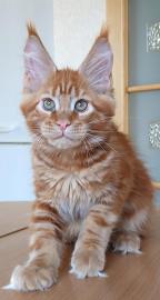 Maine-Coon-K�tzchen zu verkaufen!!