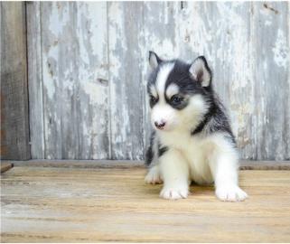 Reinrassige Pomsky Welpen