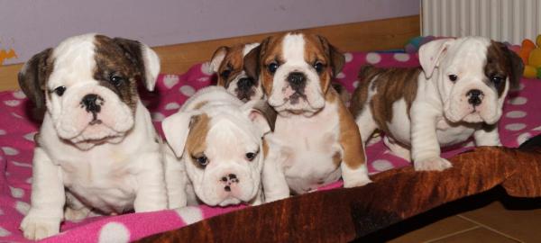 Englische Bulldogge, Welpe mit Papiere u