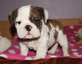 Englische Bulldogge, Welpe mit Papiere u