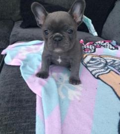 franz�sische Bulldogge in blue