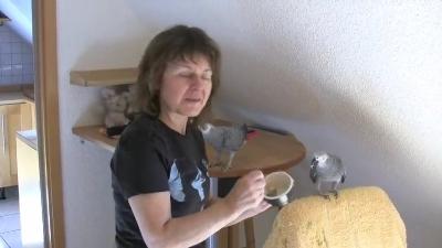 2 Graupapageien Jungtiere in Liebevolle