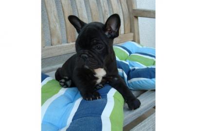 Franz�sische Bulldogge Welpen