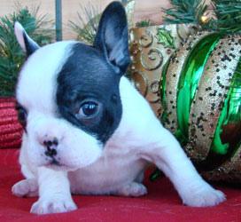 Franz�sische Bulldogge Welpen