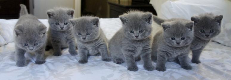 BKH / BKH-Kitten