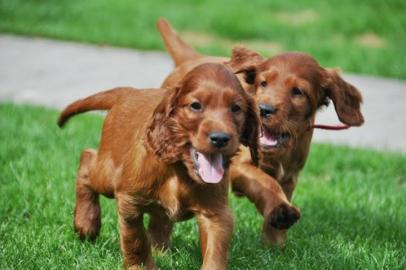 Irish Setter REINRASSIGE Welpen mit Pap. 