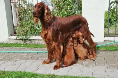 Irish Setter REINRASSIGE Welpen mit Pap. 