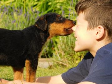 m�nnlicher und weiblicher Airedale Terri