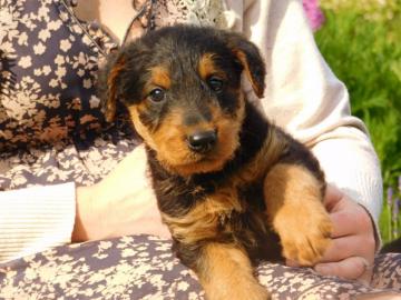 m�nnlicher und weiblicher Airedale Terri