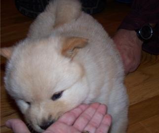 Gorgeous Chow Chow puppy