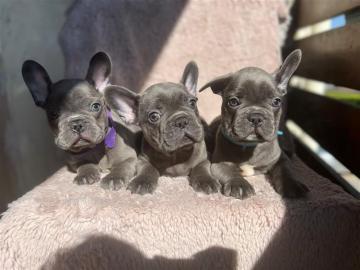 Weihnachten Franz?sische Bulldoggen welp