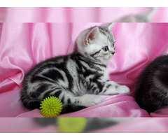 Wundersch�ne BKH Kitten mit Stammbaum