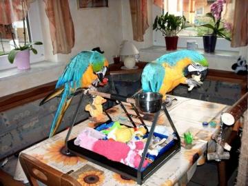 Blau und Gold Ara Papageien verf�gbar zu