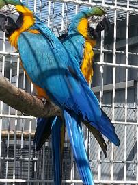 Blau und Gold Ara Papageien verf�gbar zu
