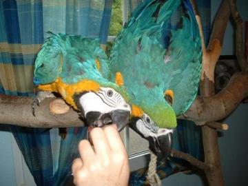 Blau und Gold Ara Papageien verf�gbar zu
