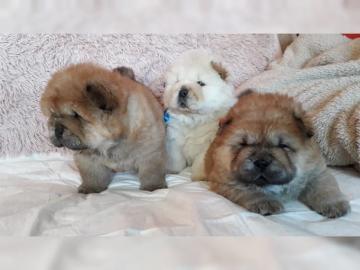 Chow Chow Welpe  aus FCI-Zucht