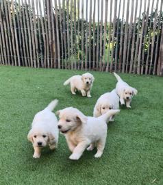 Wundersch?ne reinrassige Golden Retrieve