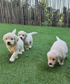 Wundersch?ne reinrassige Golden Retrieve