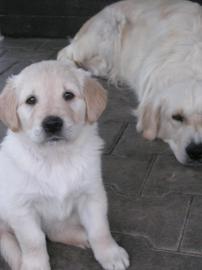 golden retreiver