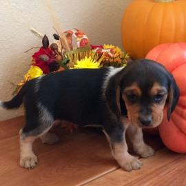 Wunderschone reinrassige Beagle welpen