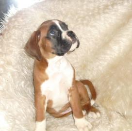 Boxerwelpen