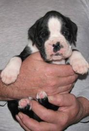 Boxerwelpen